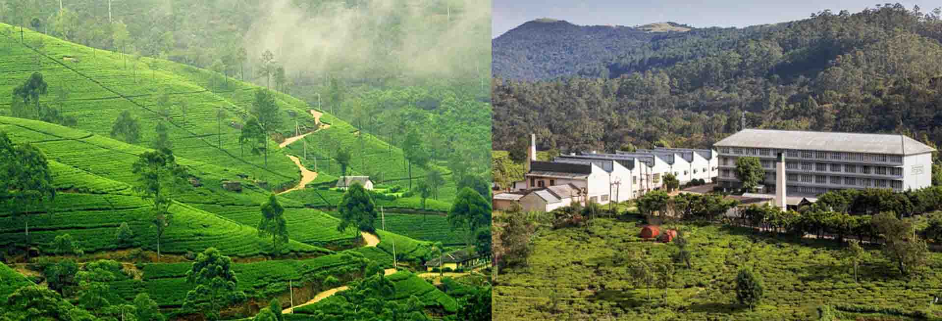 tea factory tour
